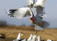 Viharsirály, Larus canus