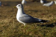 Viharsirály, Larus canus