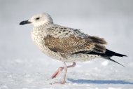 ezüstsirály,(2.éves)  Larus argentatus