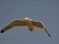 Viharsirály Larus canus