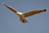 Viharsirály, Larus canus