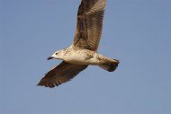 Sárgalábú sirály, Larus cachinnans