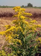 aranyvessző, Solidago gigantea