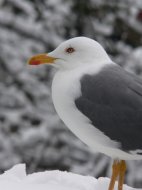 sárgalábú sirály, Larus  michahellis