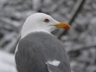 sárgalábú sirály, Larus michahellis