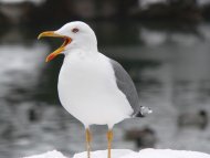 sárgalábú sirály, Larus michahellis