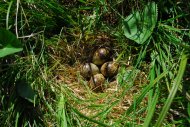 Sárszalonka, Gallinago gallinago