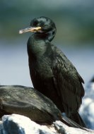 Üstökös kárókatona, Phalacrocorax aristotelis