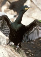 Üstökös kormorán, Phalacrocorax aristotelis