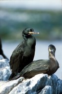 üstökös kárókatona és fia, Phalacrocorax aristotelis