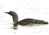 északi búvár, ad.nyáron Gavia stellata,Myvatn