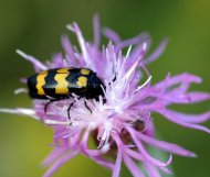 Szalagos méhészbogár Trichodes apiarius