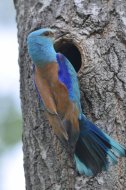 szalakóta (hím),Coracias garrulus