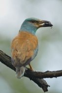 szalakóta,ganajtúróval,Coracias garrulus