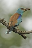 szalakóta, Coracias garrulus