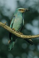 szalakóta, Coracias garrulus