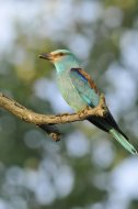 szalakóta,Coracias garrulus