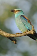 szalakóta,Coracias garrulus