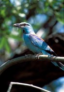 Szalakóta, Coracias garrulus