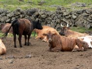 szarvasmarhák D-Izland
