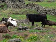 szarvasmarhák  Myvatn É-Izland