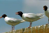 szerecsen   sirályok, Larus melanocephalus