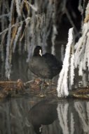 szárcsa, Fulica atra