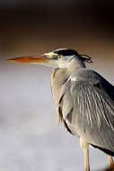 Szürke gém Ardea cinerea