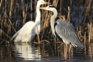 Szhürke gém, Ardea cinerea