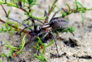 Tölcsérpók,Tatárszentgyörgyön, /Agelenidae/