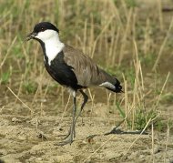 tüskés bíbic, Vanellus spinosus