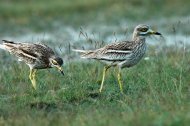 Ugartyúk pár Burhinus oedicnemus