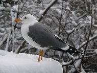 Sárgalábú sirály Larus  cachinnans