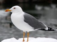 Sárgalábú sirály,Larus michahellis