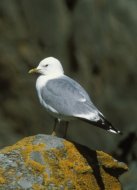 Viharsirály, Larus canus