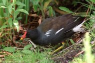 vizityúk, Gallinula chloropus