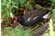 Vizityúk, Gallinula  chloropus