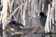 szárcsa és vizityúk (fiatal), Fulica atra