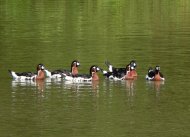 vörösnyakú ludak, Branta ruficollis