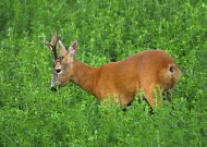 Őzbak, Capreolus capreolus