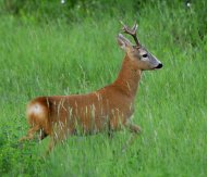 Őzbak, Capreolus capreolus