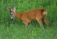 Őzbak, Capreolus capreolus