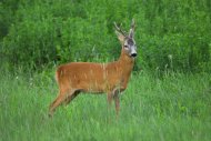 Őzbak, Capreolus capreolus