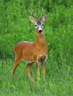 Őzbak, capreolus capreolus