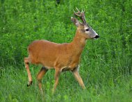 Őzbak, Capreolus capreolus