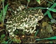 zöld varangy-Bufo viridis.