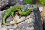 zöldgyík nász,Lacerta viridis