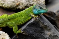 zöldgyík, nászruhás hím,Lacerta viridis