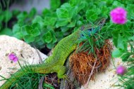 zöldgyík hím, Lacerta viridis