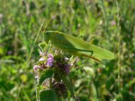 Zöld lombszöcske Tettigonia viridissima